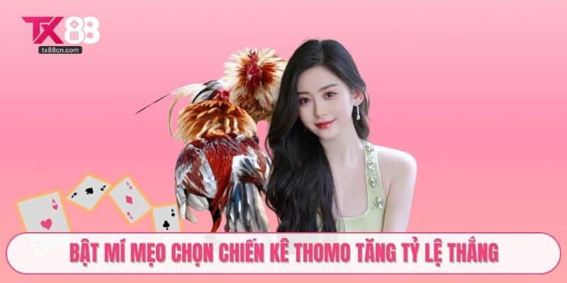 Bật mí mẹo chọn chiến kê Thomo tăng tỷ lệ thắng