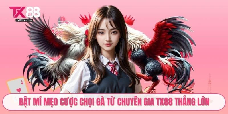 Bật mí mẹo cược chọi gà từ chuyên gia TX88 thắng lớn