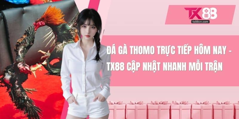 Đá gà thomo trực tiếp hôm nay