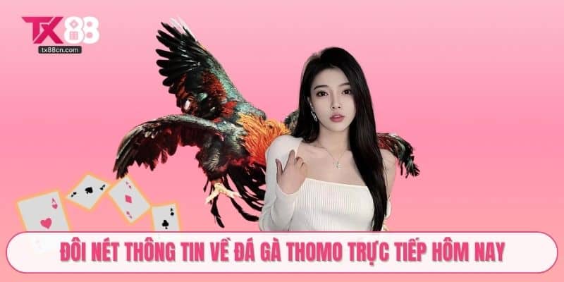 Đôi nét thông tin về đá gà thomo trực tiếp hôm nay
