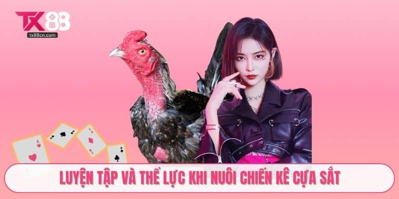 Luyện tập và thể lực khi nuôi chiến kê cựa sắt