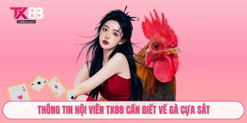 Thông tin hội viên TX88 cần biết về gà cựa sắt