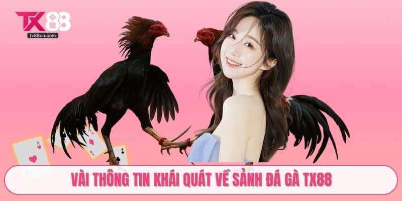 Vài thông tin khái quát về sảnh đá gà TX88
